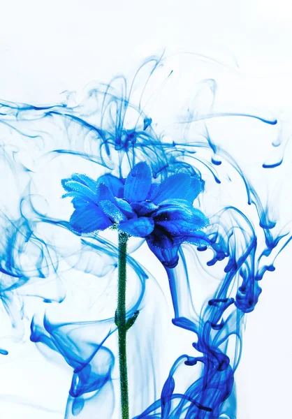 Modrá chryzantéma uvnitř vodě bílé pozadí květy aster pod parou kouřové barvy indigo rozostření — Stock fotografie