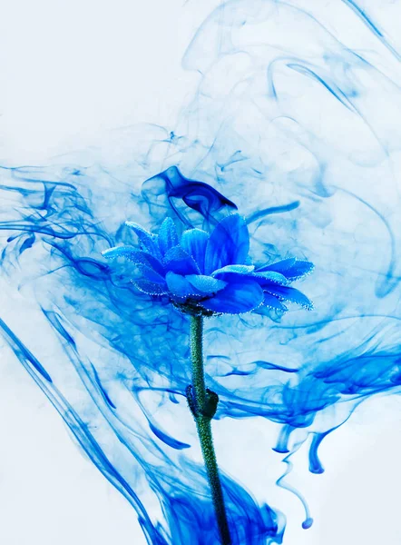 Blue chrysanthemum inside water white background flowers aster under paints indigo smoke steam blur