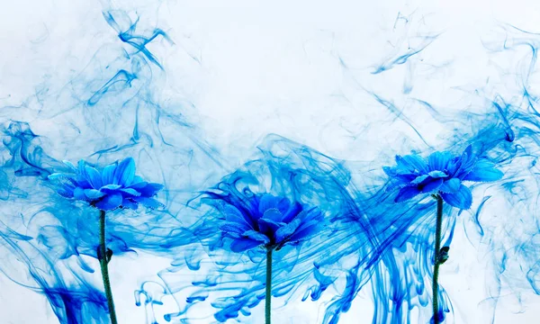 Blue chrysanthemum inside water white background flowers aster under paints indigo smoke steam blur