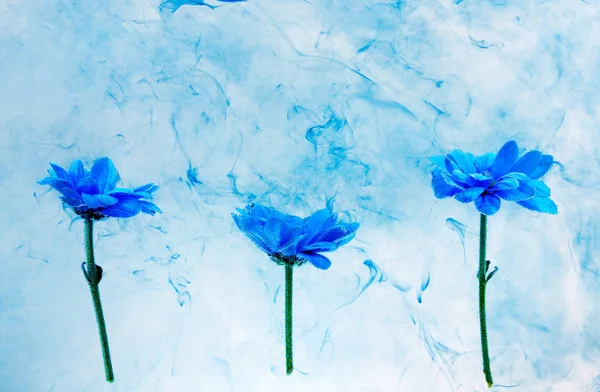 Blue chrysanthemum inside water white background flowers aster under paints indigo smoke steam blur