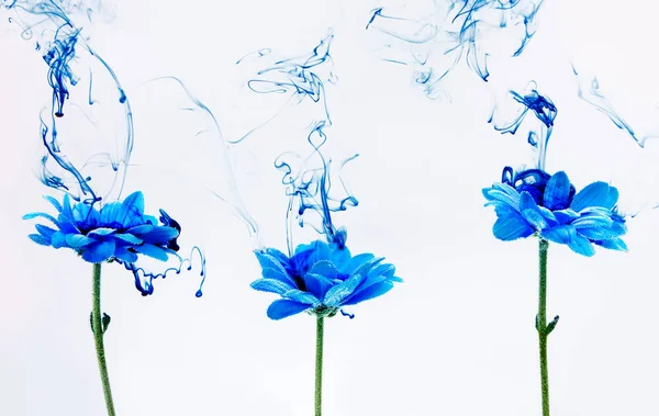 Modrá chryzantéma uvnitř vodě bílé pozadí květy aster pod parou kouřové barvy indigo rozostření — Stock fotografie
