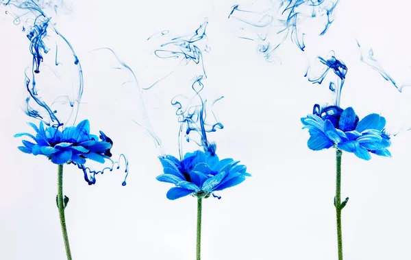 Blue chrysanthemum inside water white background flowers aster under paints indigo smoke steam blur