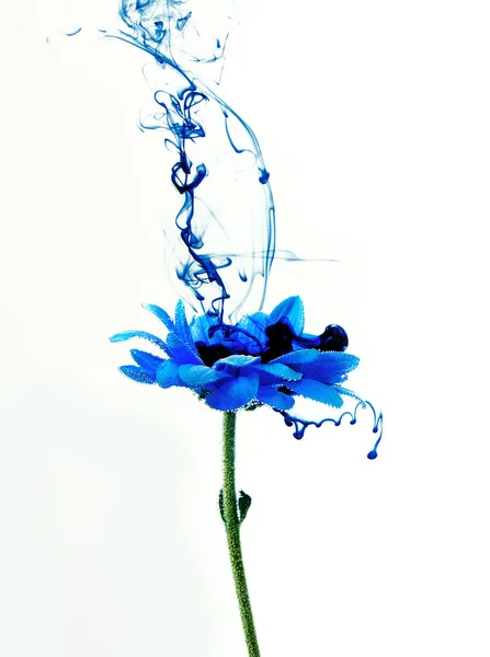 Kék krizantém belül víz fehér háttérben virágok aster alatt festékek indigo füst gőz blur — Stock Fotó
