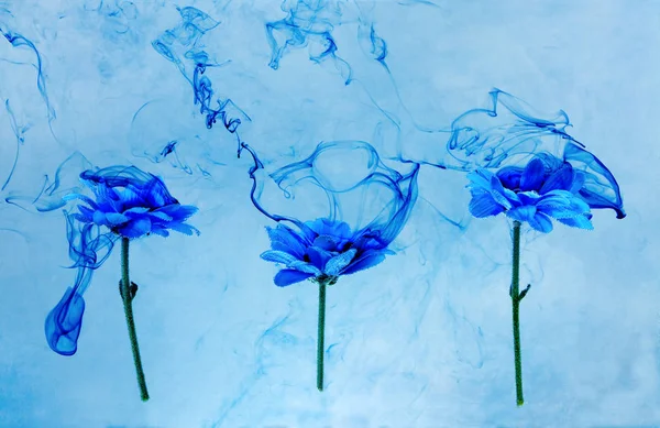 Crisântemo azul dentro de água fundo branco flores aster sob tintas índigo fumaça vapor borrão — Fotografia de Stock
