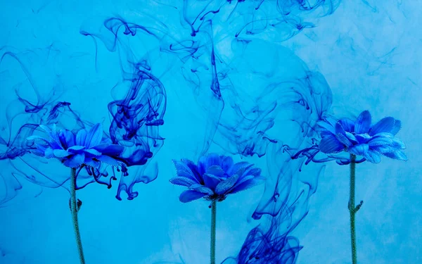 Crisântemo azul dentro de água fundo branco flores aster sob tintas índigo fumaça vapor borrão — Fotografia de Stock