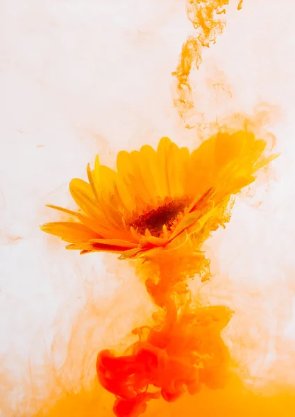 yellow astra chrysanthemum red inside water white background color acrylic underwater paint under smoke spring hot orange