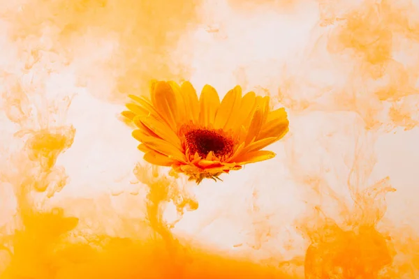 Amarillo astra crisantemo rojo dentro del agua blanco fondo color acrílico bajo el agua pintura bajo el humo primavera caliente naranja — Foto de Stock