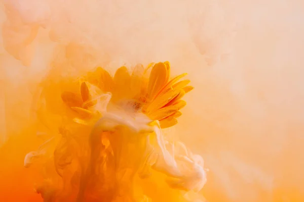 Amarillo astra crisantemo rojo dentro del agua blanco fondo color acrílico bajo el agua pintura bajo el humo primavera caliente naranja — Foto de Stock