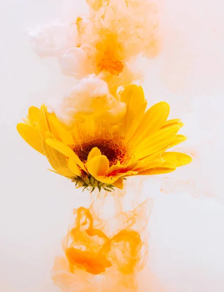 Sarı astra krizantem kırmızı su beyaz arka plan rengi duman bahar sıcak turuncu altında'deki akrilik sualtı boya içinde