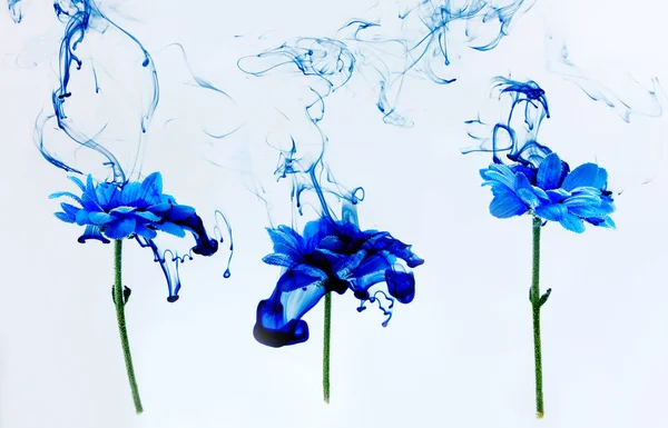 Blue chrysanthemum inside water white background flowers aster under paints indigo smoke steam blur