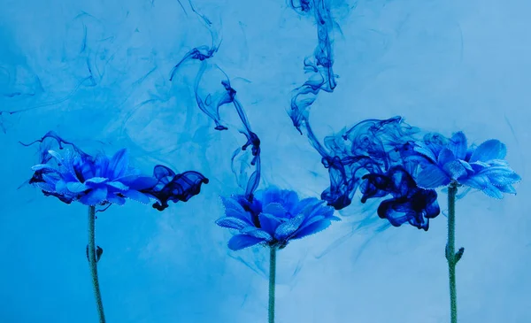 Crisantemo azul dentro del agua fondo blanco flores aster bajo pinturas humo añil vapor desenfoque — Foto de Stock