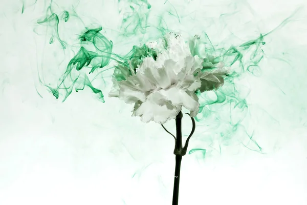 Flor blanca dentro del agua flores de fondo verde bajo pinturas humo vapor desenfoque clavel ufo — Foto de Stock