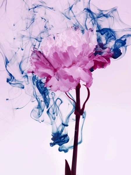 Bleu rose à l'intérieur de l'eau fond blanc fleurs sous peintures indigo fumée vapeur flou vert — Photo