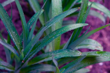 arka plan damla mavi mor pembe su yaprak yağmur yeşil