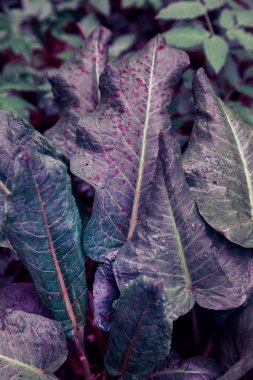 arka plan damla mavi mor plastik pembe su yaprak yağmur çimen