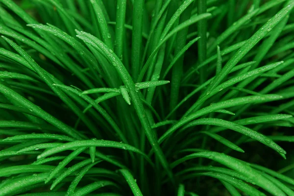 Hintergrund grün Blätter Wasser Tropfen regen Gras Unkraut italienischen Kiefern Ufo — Stockfoto