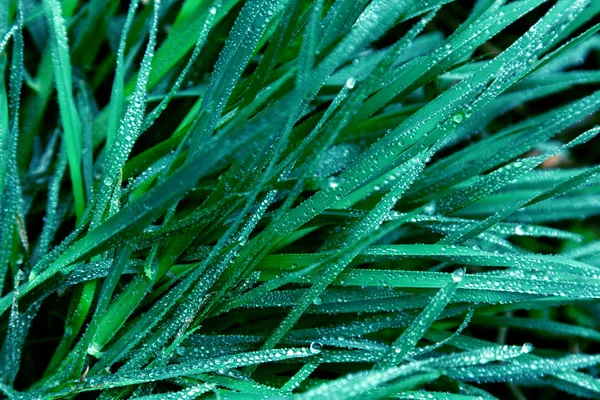 Hintergrund grün Blätter Wasser Tropfen regen Gras Unkraut italienischen Kiefern Ufo — Stockfoto