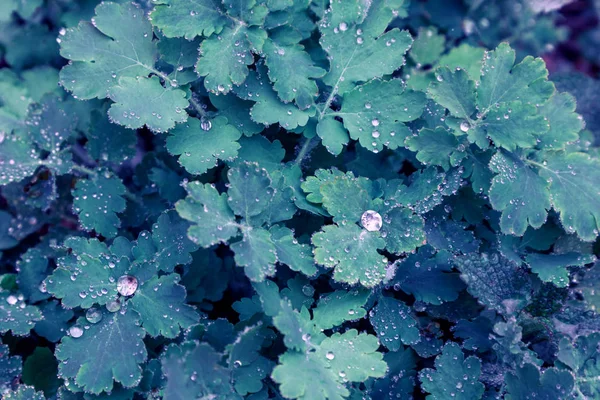 Hintergrund grün Blätter Wassertropfen regen blau lila Gras Unkraut ultra wilde Hyazinthen — Stockfoto