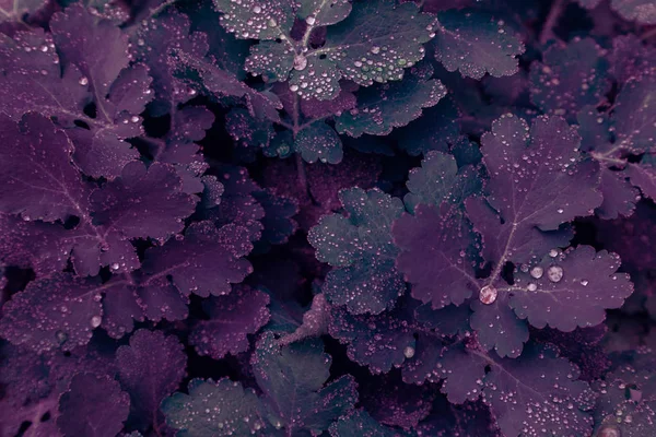 Pozadí zelená listí voda klesá déšť modrá fialová tráva hulení Ultra Wild hyacinty — Stock fotografie