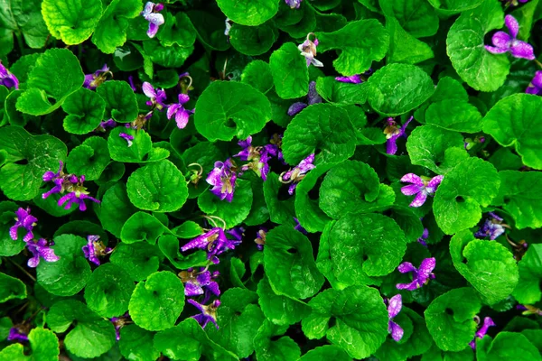 Fondo verde viola hojas agua gotas lluvia azul púrpura rosa flores violeta ultra encapuchado — Foto de Stock