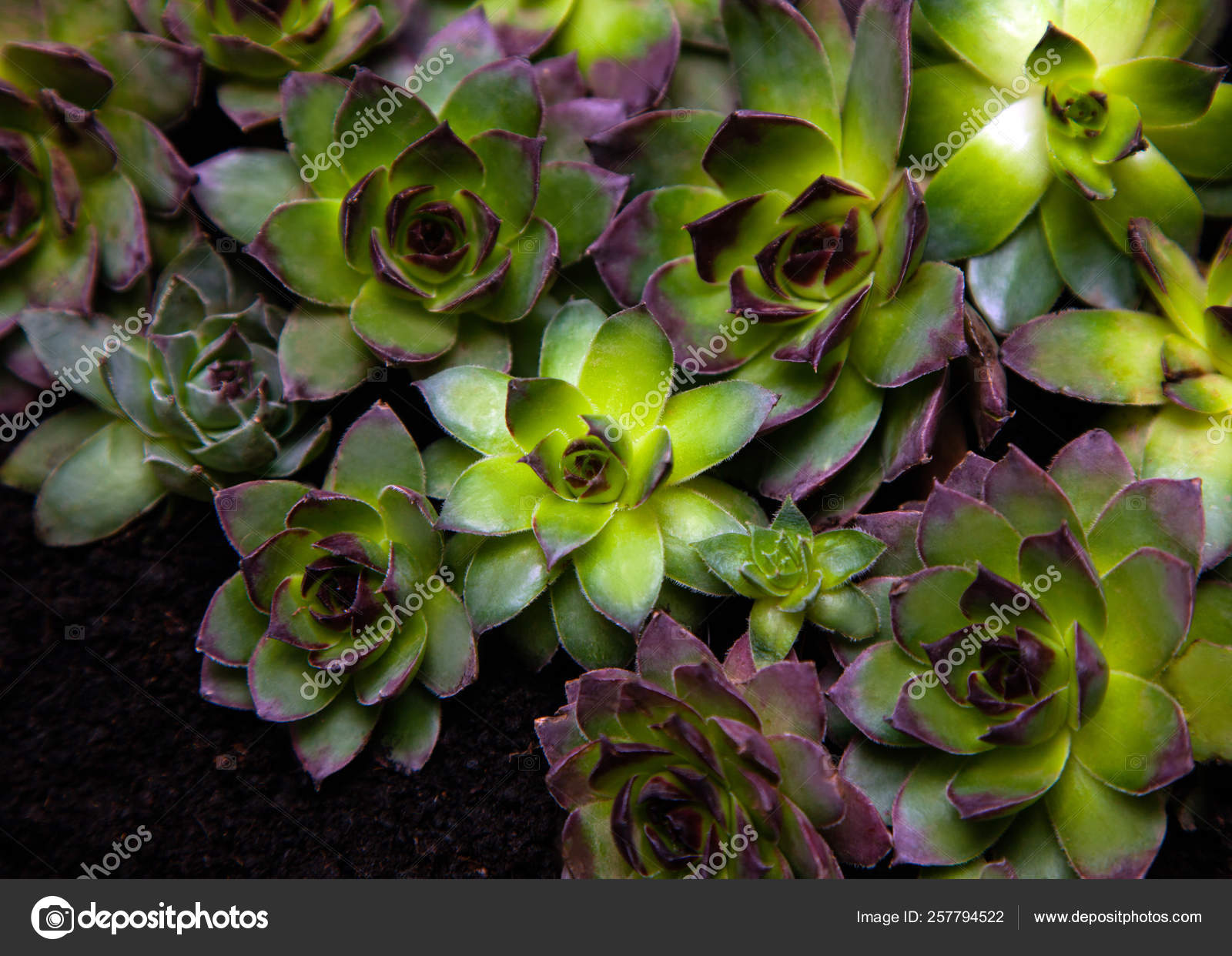 Aeoniums Ensemble Fleur Vert Feuilles Rose Violet Jaune