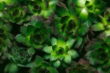 Arka plan bitki ayarlamak çiçek mavi mor sarı siyah yaprak yeşil taş