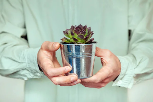 Aeoniums set hands mail flower green leaves pink purple coleus stone rose florist vase — Fotografia de Stock
