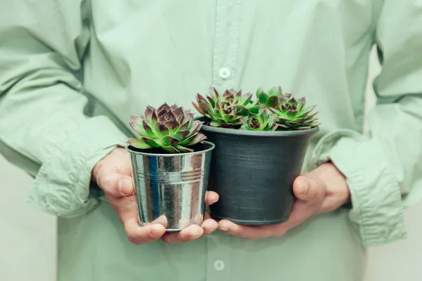 Aeoniums set hands mail flower green leaves pink purple coleus stone rose florist vase — Fotografia de Stock