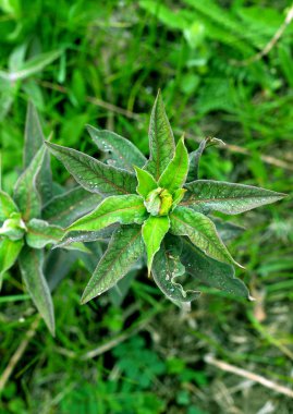 arka plan yeşil yaprakları su damlaları yağmur ot mor mavi