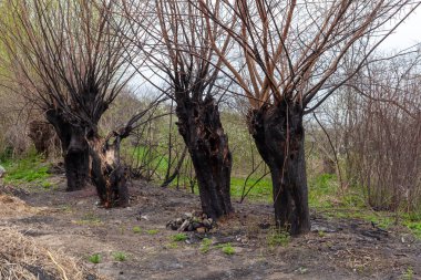 ağaç yandı ağaç orman yangın yanmış kabuğu yanmış doğa yeşil yeşillik