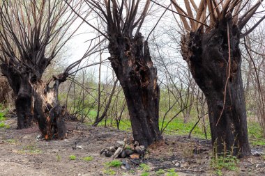 ağaç yandı ağaç orman yangın yanmış kabuğu yanmış doğa yeşil yeşillik