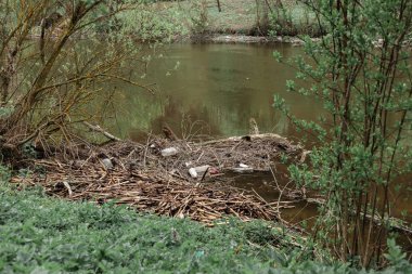çöp plastik nehir Ukrayna doğa şişe kir su çöp atık