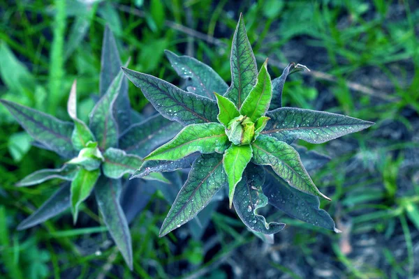 Hintergrund grün Blätter Wasser Tropfen Regen Gras Unkraut lila blau — Stockfoto