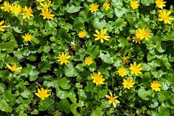 Background green viola leaves flowers greens ufo yellow hooded — Stock Photo, Image