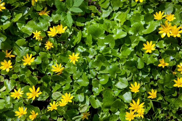 Hintergrund grün viola Blätter Blumen grün Ufo gelb Kapuze — Stockfoto