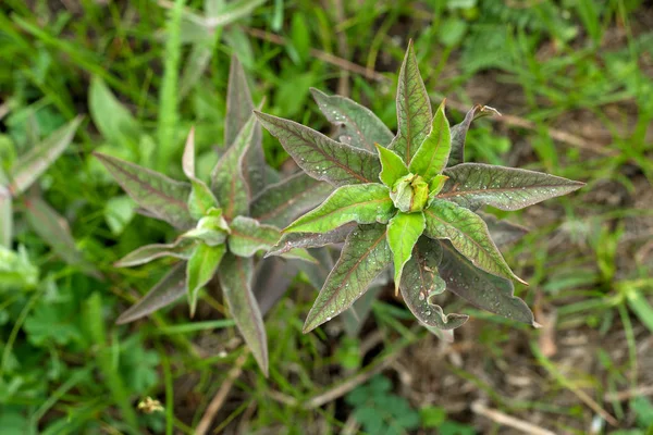 arka plan yeşil yaprakları su damlaları yağmur ot mor mavi