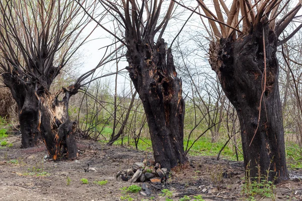 Fa égett fa erdőtűz égett ugat elszenegett természet zöld zöldek — Stock Fotó