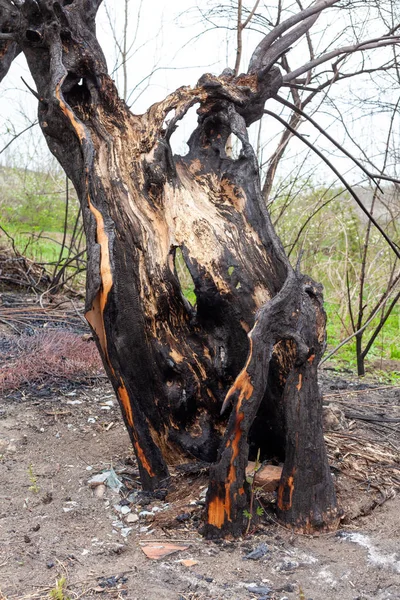 tree burned tree forest fire burnt bark charred nature green greens