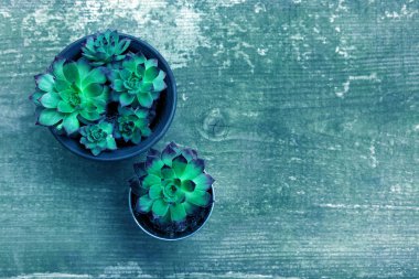 Aeoniums wood timber flower green blue leaves pink purple plant background top view coleus stone rose