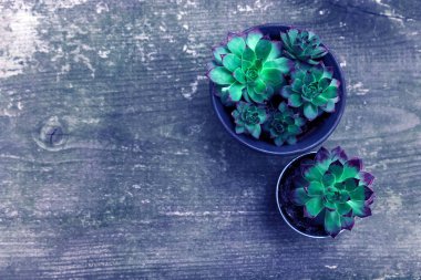 Aeoniums wood timber flower green blue leaves pink purple plant background top view coleus stone rose