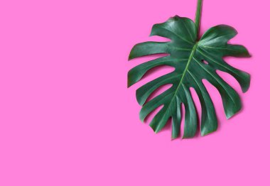 pembe tropikal doku yeşil yaprak desen arka plan doğal taze monstera üst görünüm kopya alanı