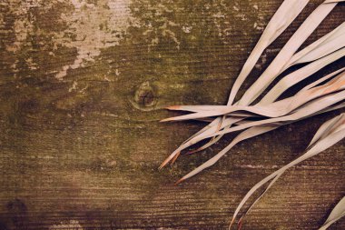 Ahşap arka plan ağaç hurma kuru kırmızı kuru yaprak yeşil çimen şube