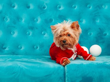 fotoğraf köpek kanepe tiffany mavi turkuaz renkli köpek evcil hayvan yeni yıl noel kırmızı terrier kanepe oyuncak