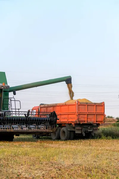 Pemanen menggabungkan musim gugur biji-bijian petani tanaman pertanian teknologi perkebunan hijau — Stok Foto