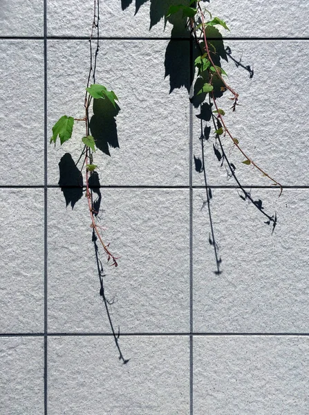 灰色の壁に光と影を持つ野生のブドウの枝 — ストック写真