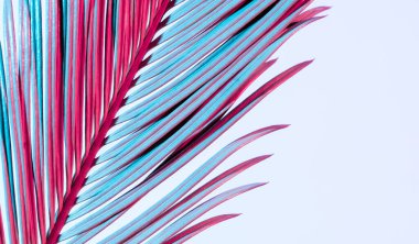 Beyaz arkaplanda mavi ve pembe neon renkli tropikal palmiye dalını kapat.