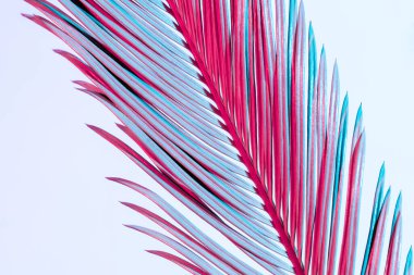 Beyaz arkaplanda mavi ve pembe neon renkli tropikal palmiye dalını kapat.