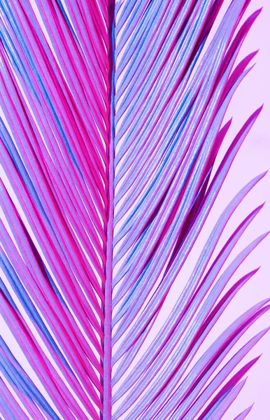 Close Tropical Palm Branch Blauwe Roze Neon Trendkleuren Witte Achtergrond — Stockfoto