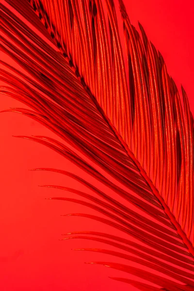 Close Tropical Palm Branch Red Pink Neon Trend Colors Red — Stock Photo, Image