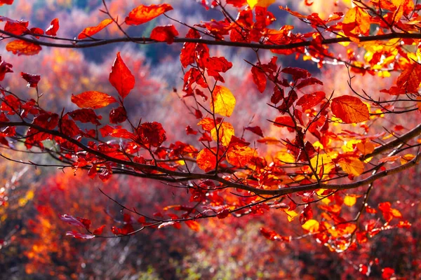 Kleurrijke Heldere Herfst Diep Bos Met Zonnestralen — Stockfoto
